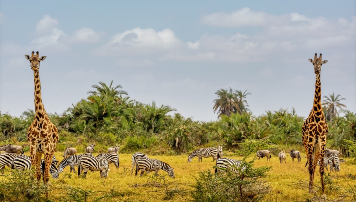 🐘 Safaris en África: ¿en qué país vivir tu gran aventura?