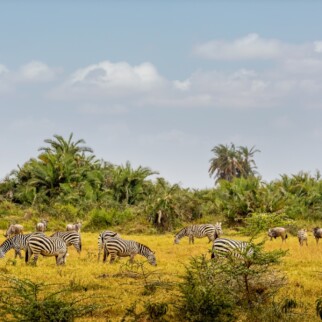 🐘 Safaris en África: ¿en qué país vivir tu gran aventura?